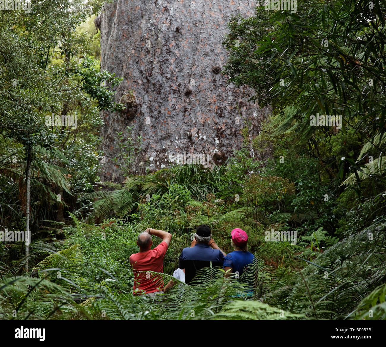 Blick auf die 2000 Jahre alte Tane Mahuta Kauri-Baum im Waipoua Forest, New Zealand Stockfoto