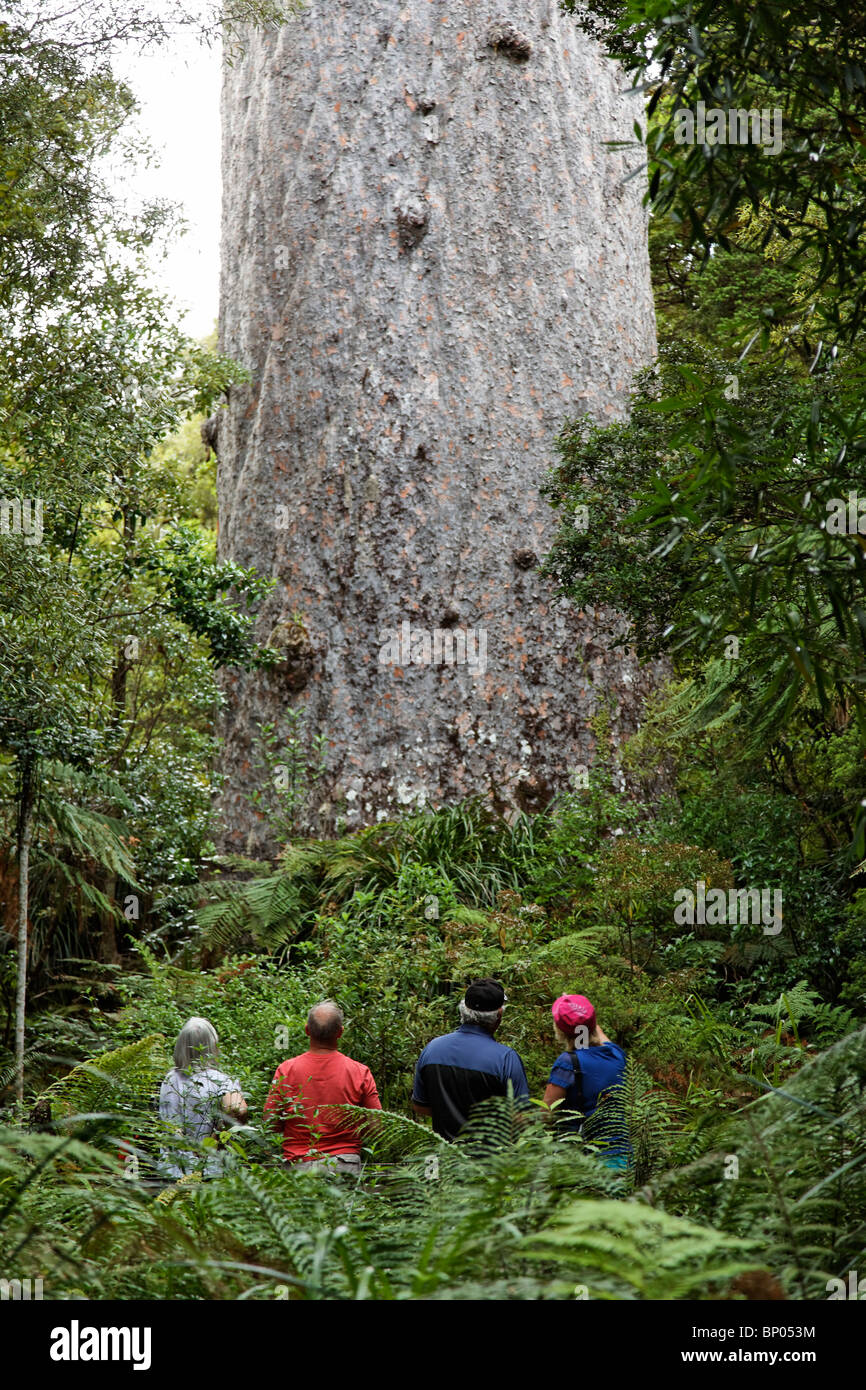 Blick auf die 2000 Jahre alte Tane Mahuta Kauri-Baum im Waipoua Forest, New Zealand Stockfoto