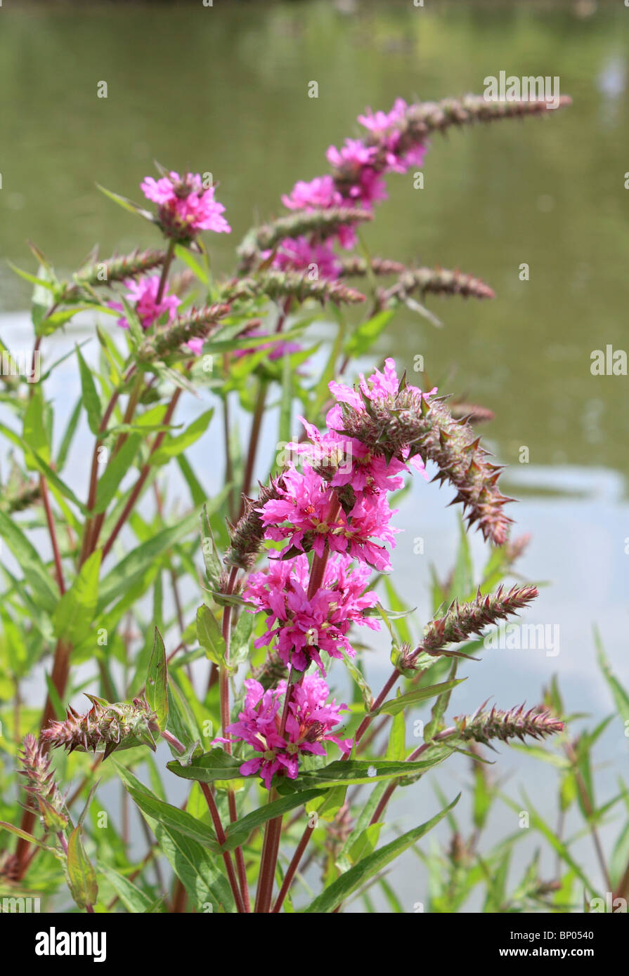 Rosa Blüten auf Teich Seite Pflanze, Surrey England UK Stockfoto