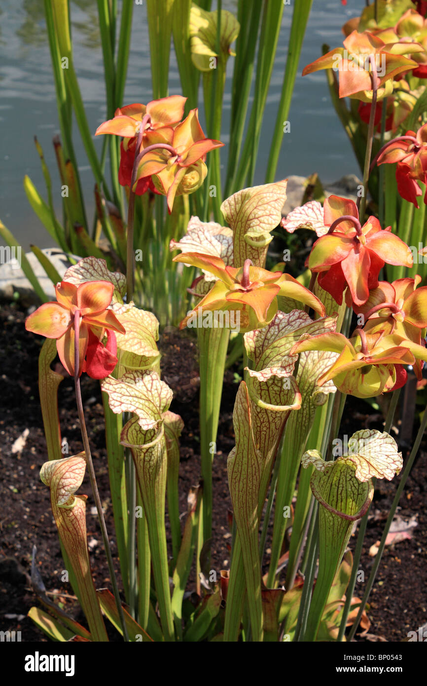 Gruppe von im freien wachsenden Kannenpflanzen mit Blumen. Fleischfressende Pflanzen mit einer Beute-Trapping-Mechanismus, Surrey England UK Stockfoto