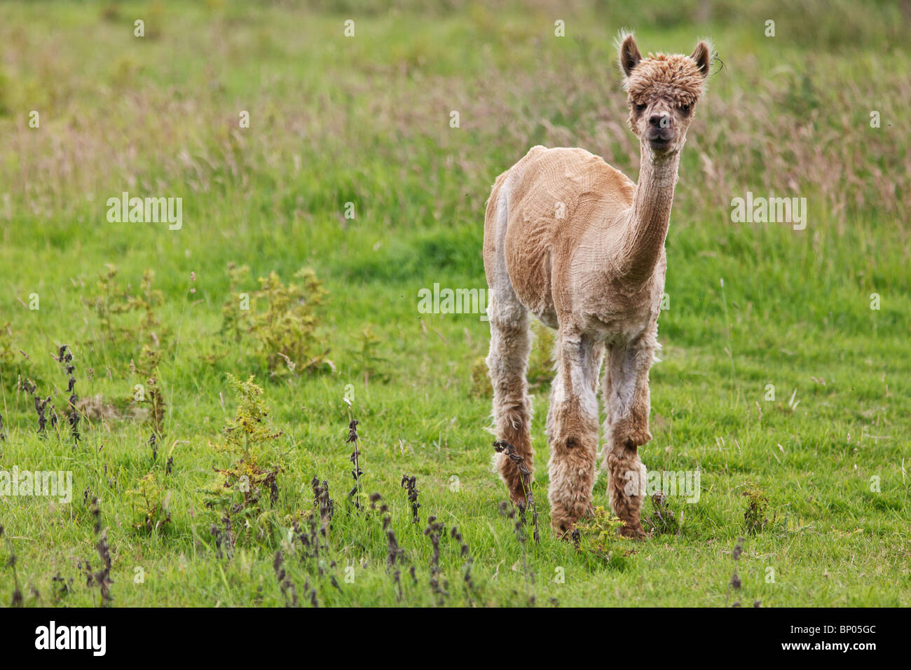 Alpakas in einem Feld in Angus, Schottland Stockfoto