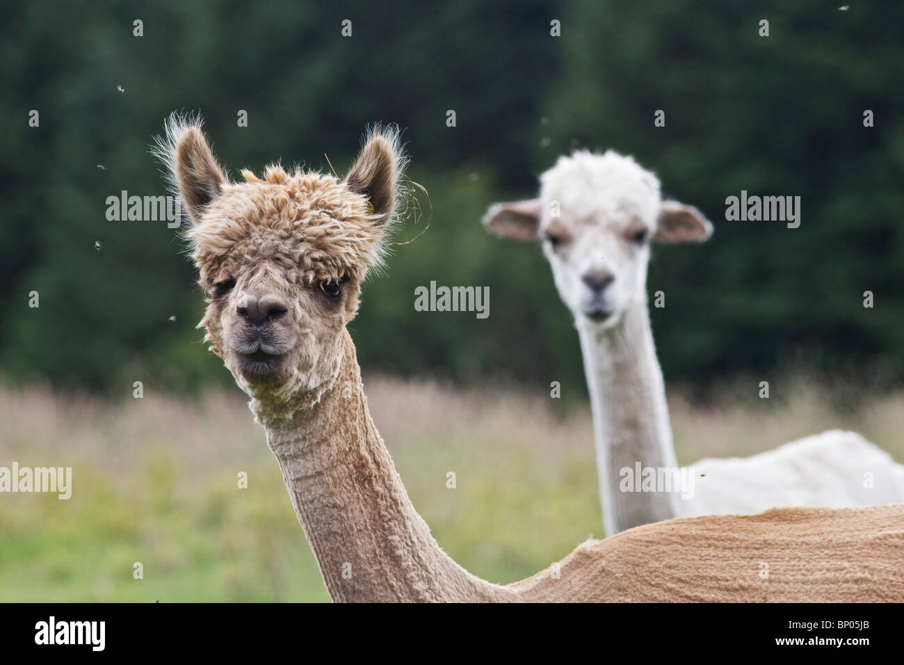 Alpakas in einem Feld in Angus, Schottland Stockfoto