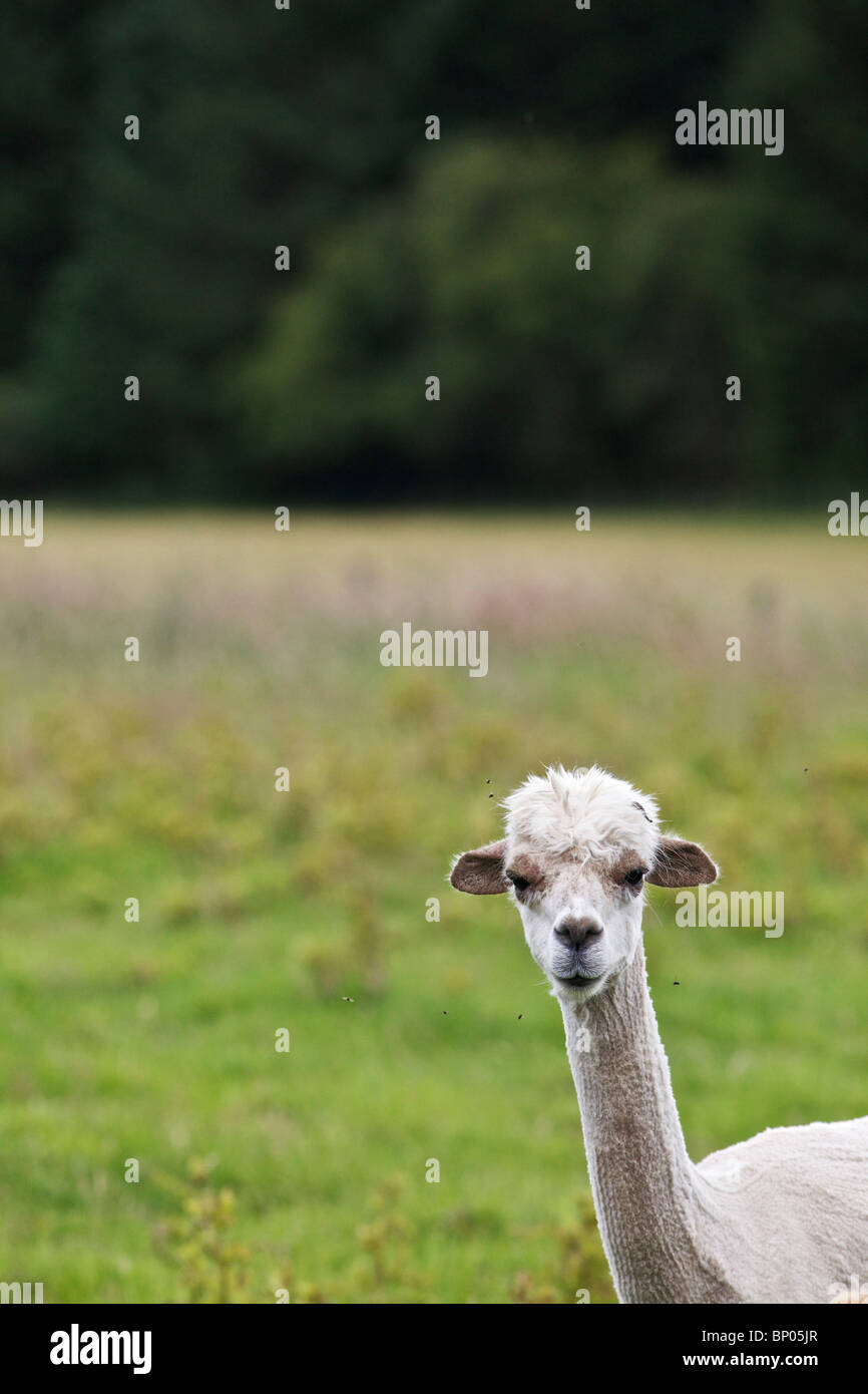 Alpakas in einem Feld in Angus, Schottland Stockfoto