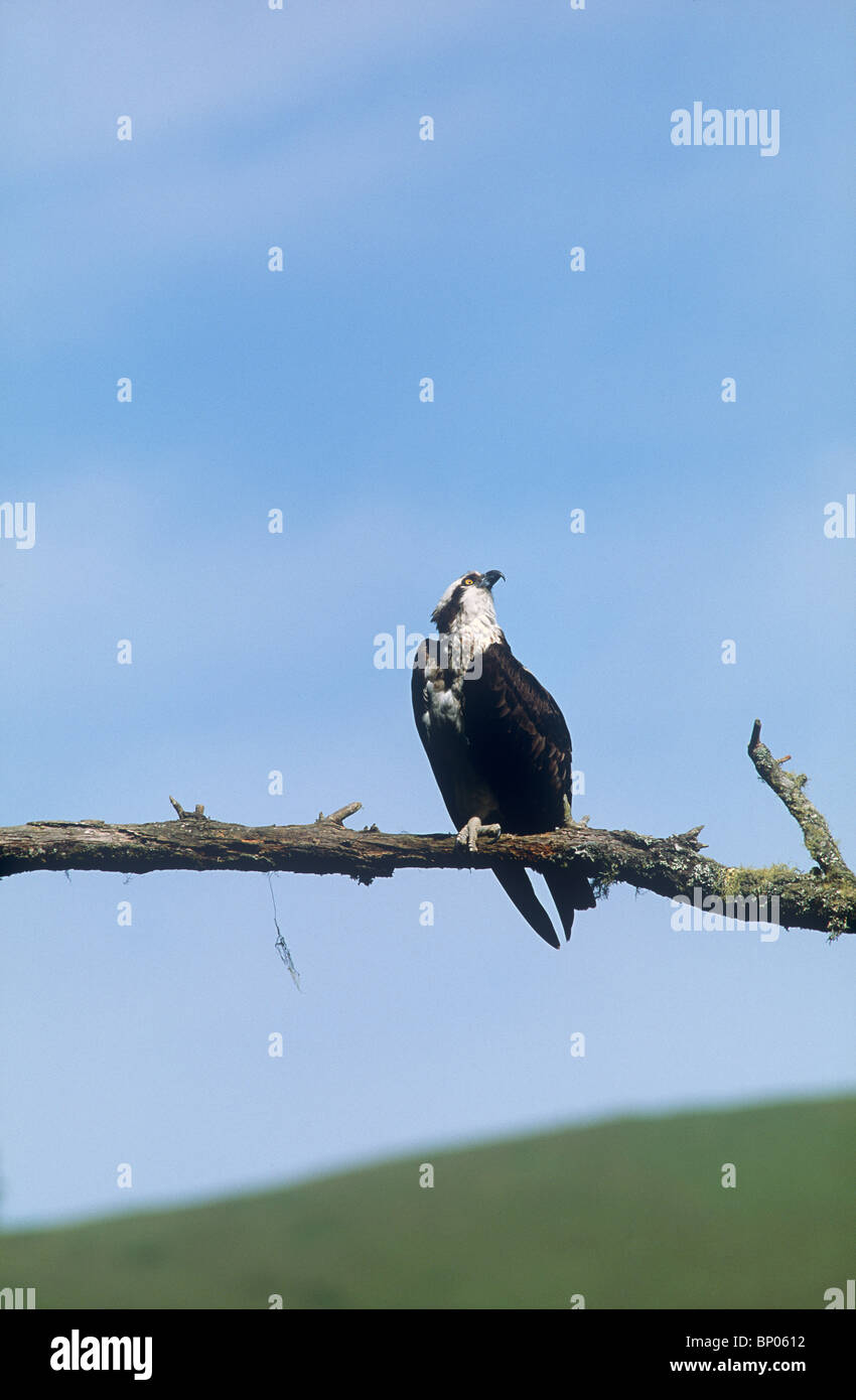 Fischadler thront auf Zweig, auf der Suche nach Partner über den Russian River, Sonoma County, Kalifornien Stockfoto