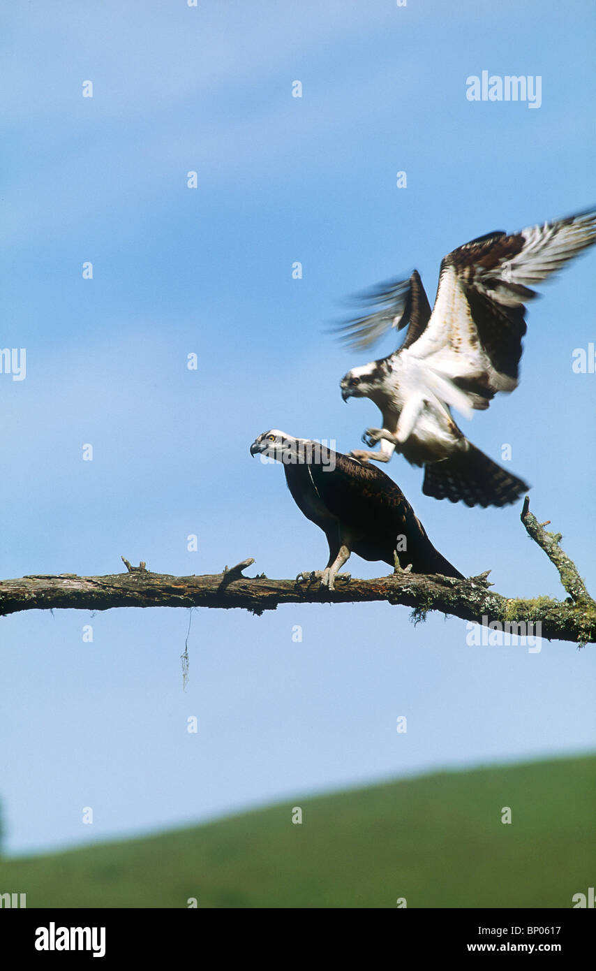Teil 4 Bildsequenz der Fischadler Paarung auf Ast über Russian River, Sonoma County, Kalifornien. Stockfoto