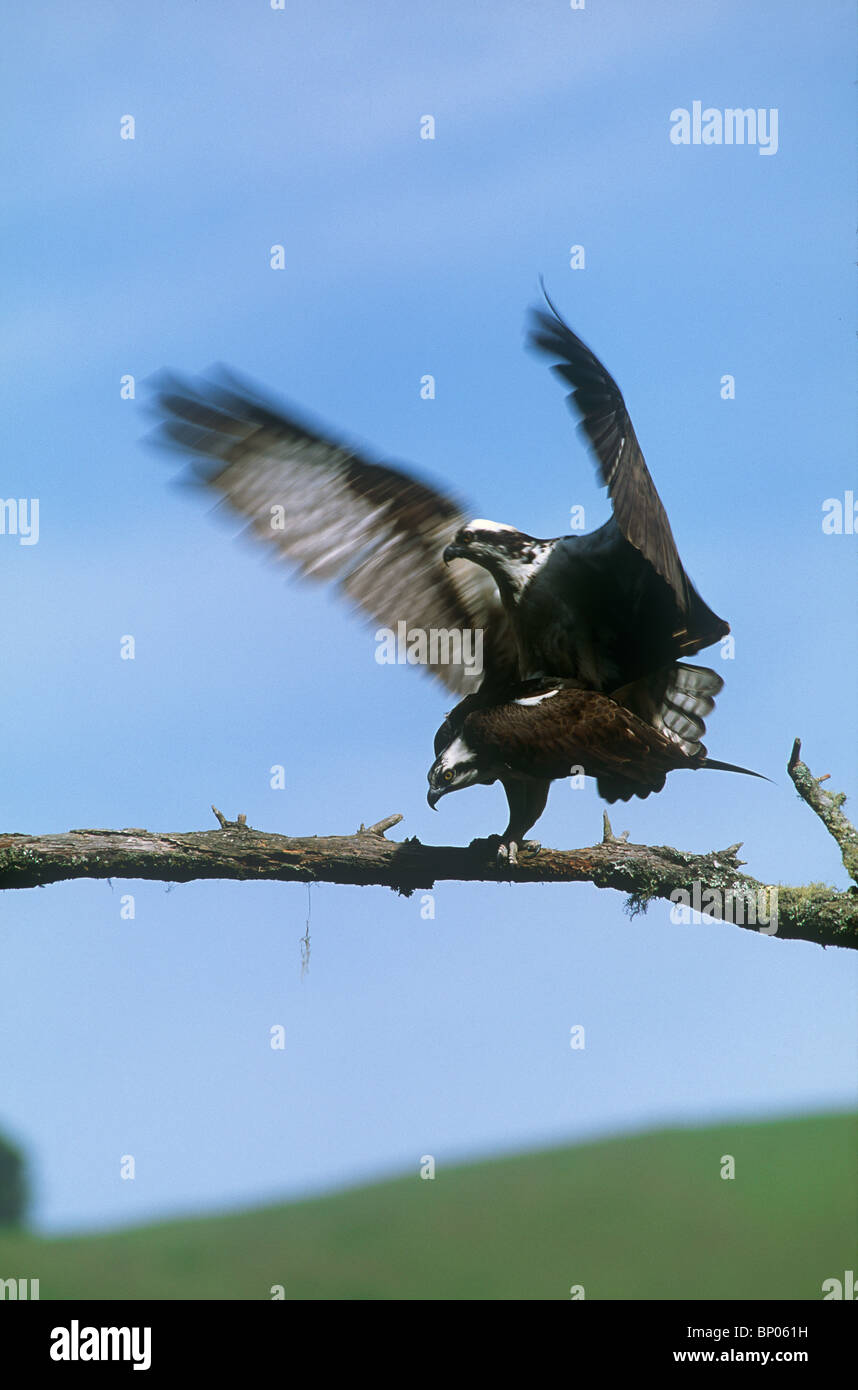 Teil 4 Bildsequenz der Fischadler Paarung auf Ast über Russian River, Sonoma County, Kalifornien. Stockfoto