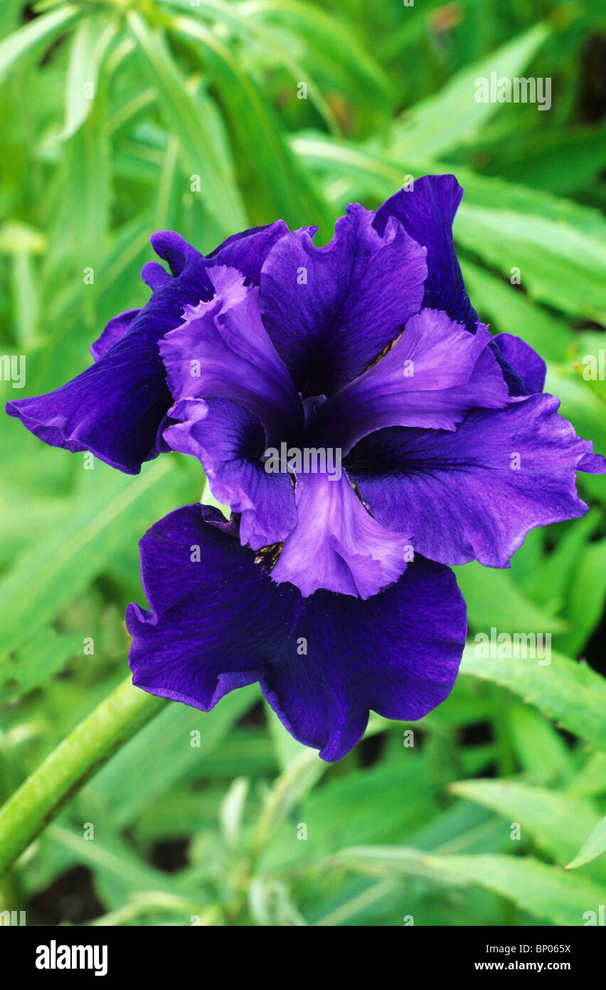 Iris Sibirica 'Mit Rüschen Plus', Sy "Zerzaust Plus" blaue Blume Blumen Garten Pflanze Pflanzen sibirische Iris Stockfoto
