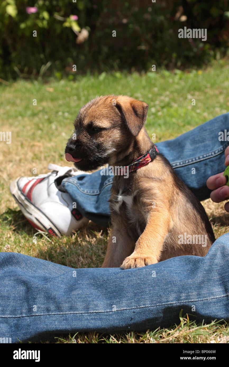 Border Terrier Welpen Stockfoto