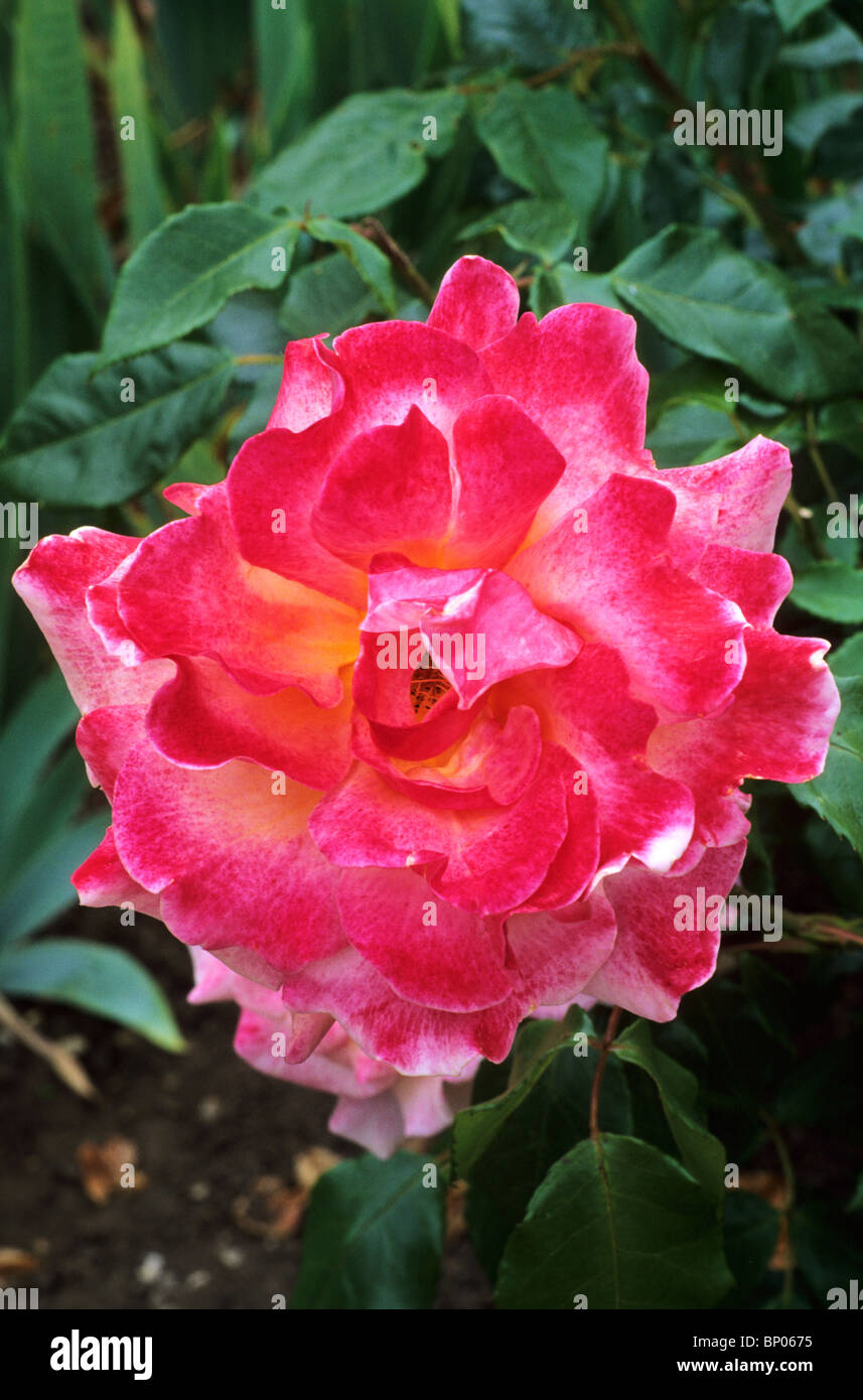 Rosa 'Belle Epoque' rosa rose Rosen Blume Blumen Garten Pflanzen Stockfoto