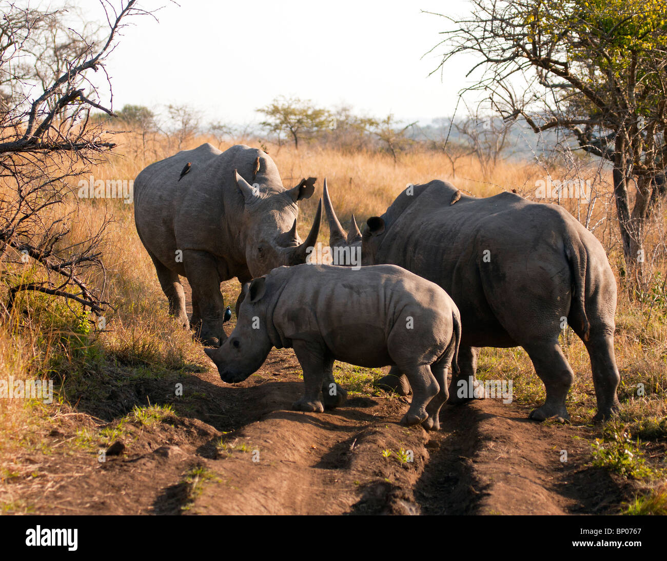 Breitmaulnashorn Familientreffen Stockfoto