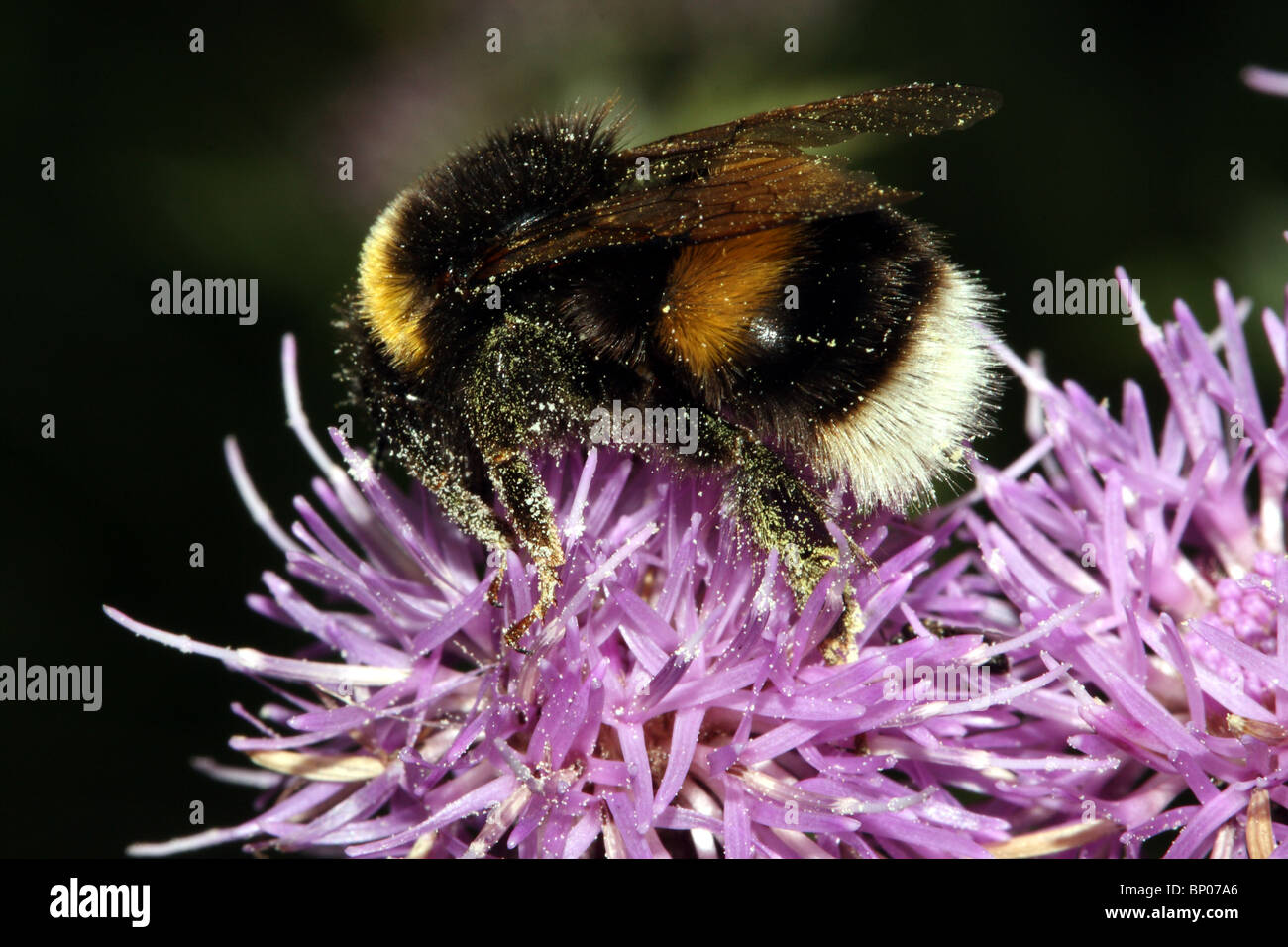 White-Tailed Bumblebee Bombus Lucorum Familie Apididae Makro Stockfoto