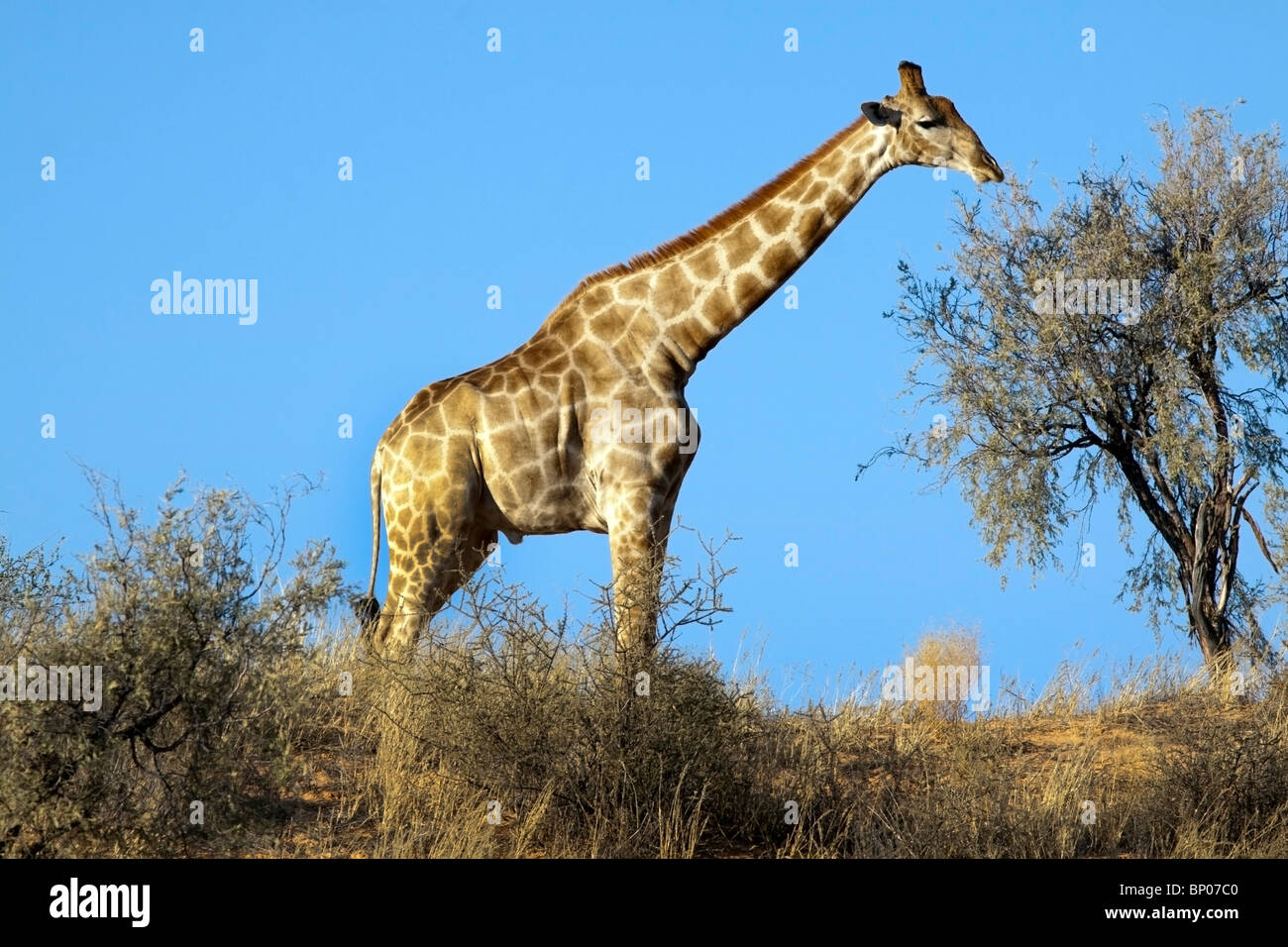 Giraffe, Giraffe Giraffa, Fütterung auf einer roten Sanddüne im Kgalagadi Transfrontier National Park in Südafrika und Botswana Stockfoto
