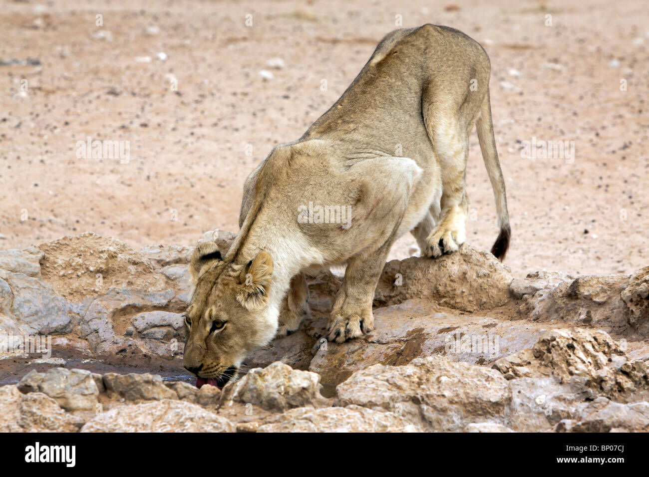 Eine Löwin Trinkwasser in der Kalahari im Kgalagadi Transfrontier National Park in Südafrika und Botswana Stockfoto