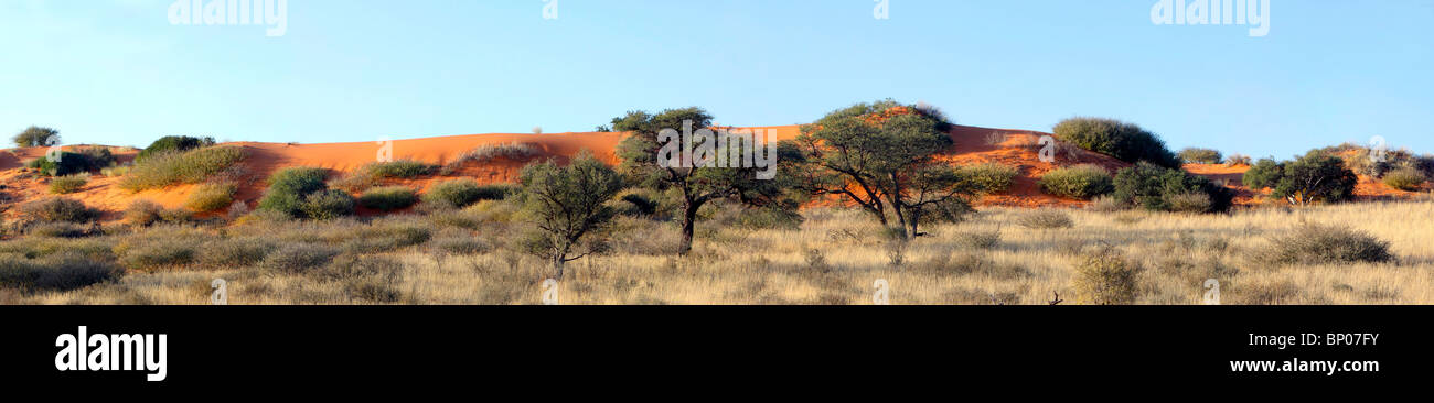 Panorama der roten Dünen im Kgalagadi Transfrontier National Park in Südafrika und Botswana Stockfoto