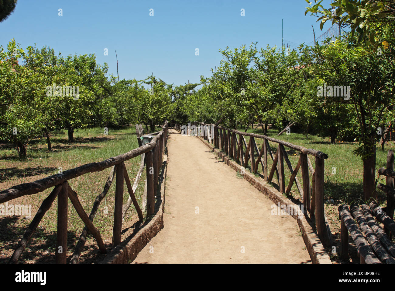 Cataldo Zitronenhain Sorrent Italien Stockfoto