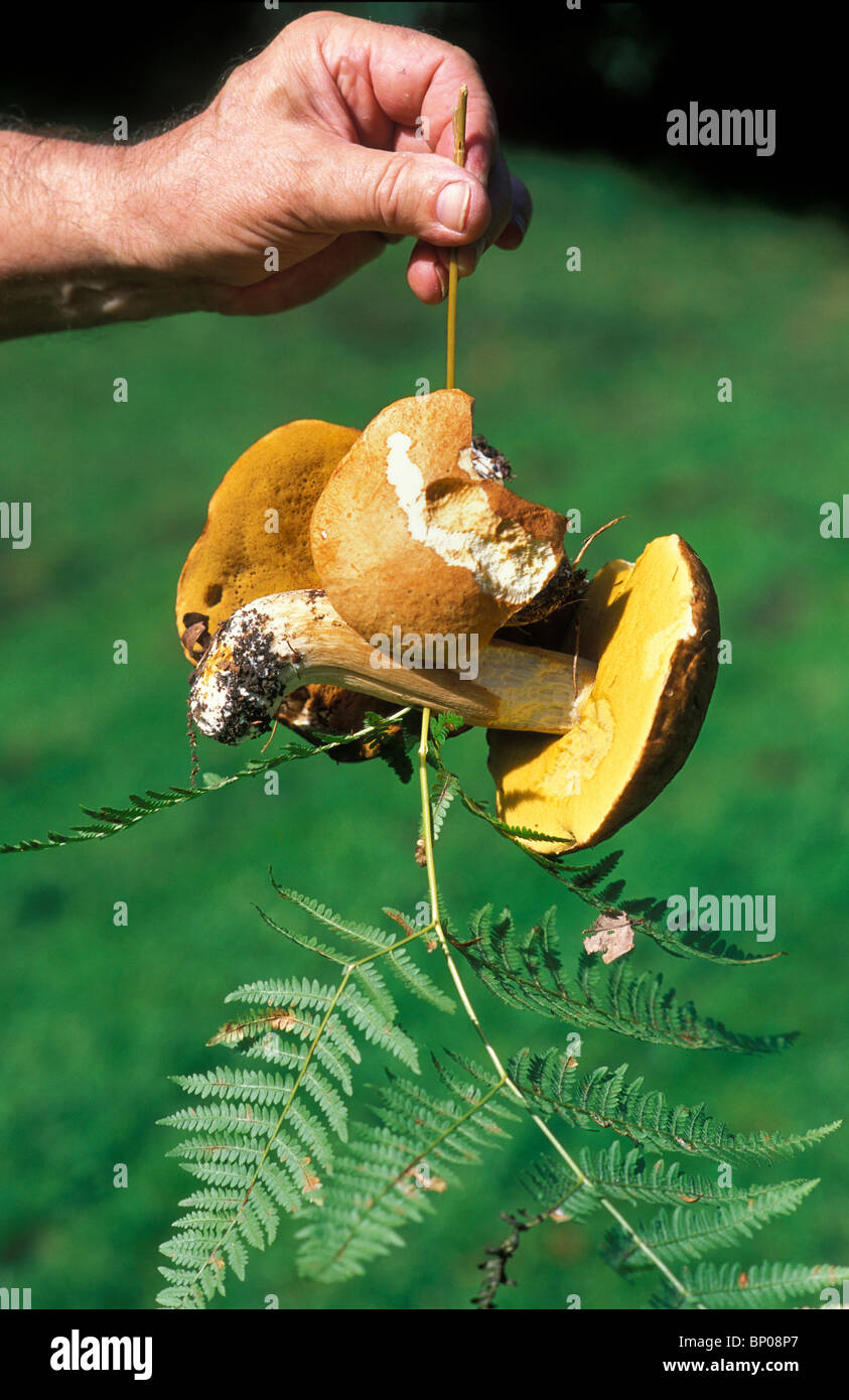 Hand halten Farn und Steinpilzen Stockfoto