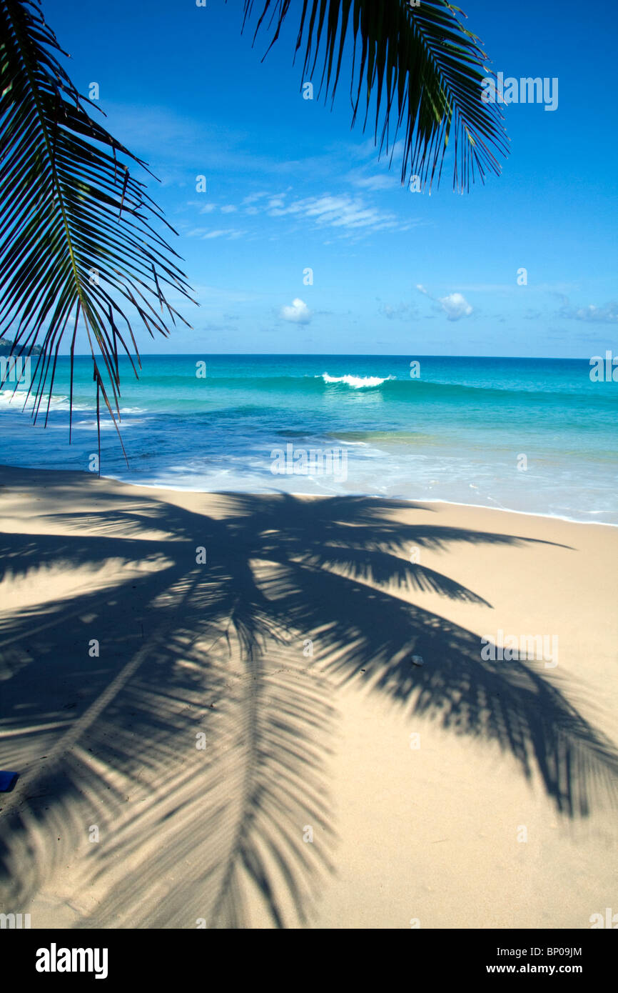 Palmen Schatten auf tropischen Strand, Surin Beach, Phuket, Thailand Stockfoto