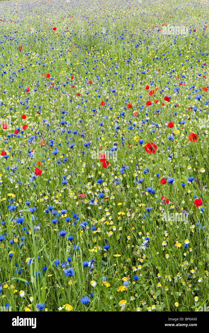 Die Wildblumenwiese im Sommer im East Ruston Old Vicarage Garten in Norfolk, Großbritannien Stockfoto