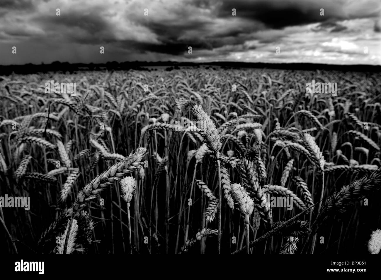 Weizen in einem Feld in der Nähe von Clare, Suffolk, England unter Gewitterhimmel. August 2010. Stockfoto