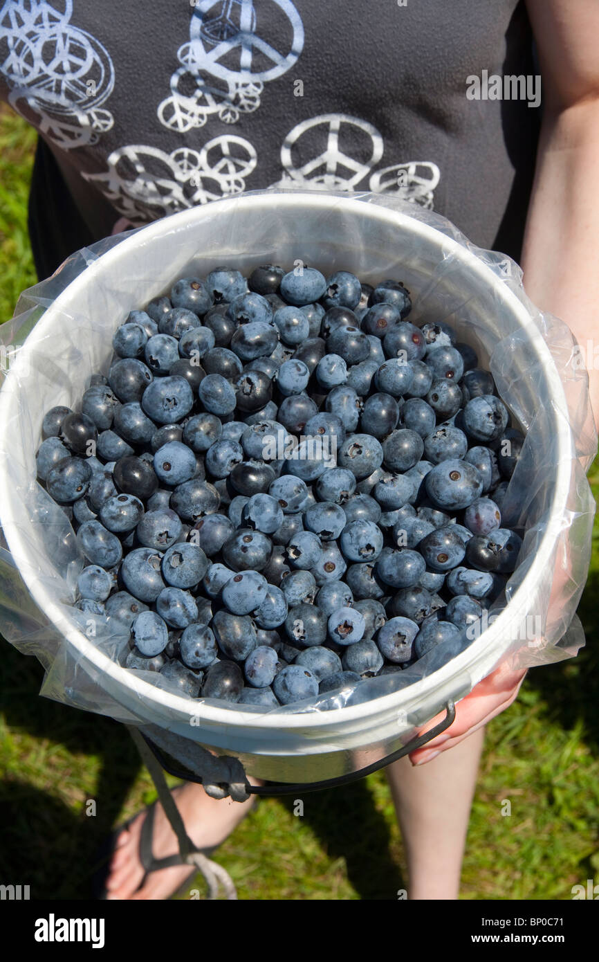 Frisch gepflückten Heidelbeeren Michigan USA Stockfoto