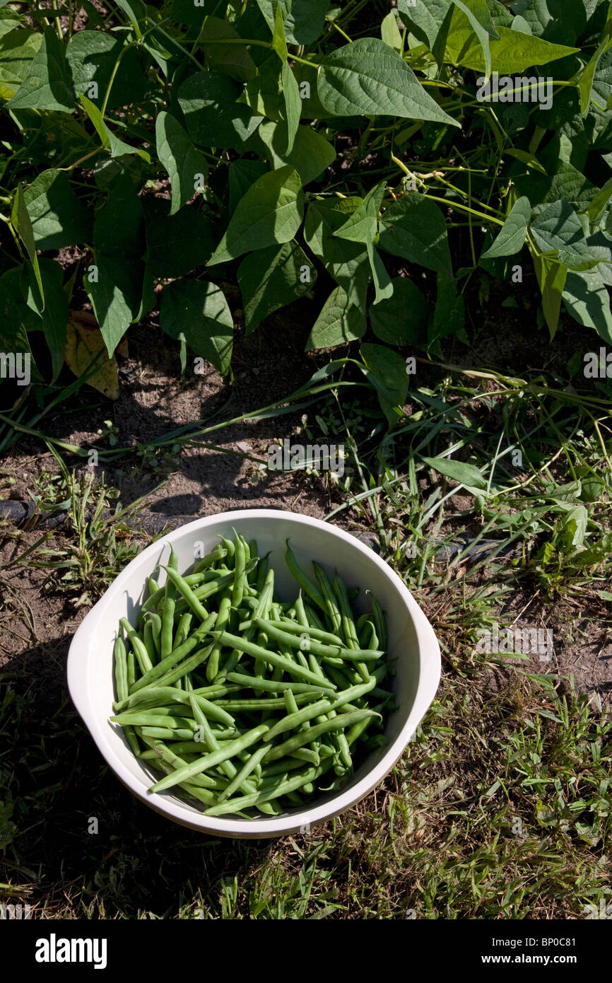 Organisierter Garten Stockfotos und -bilder Kaufen - Alamy