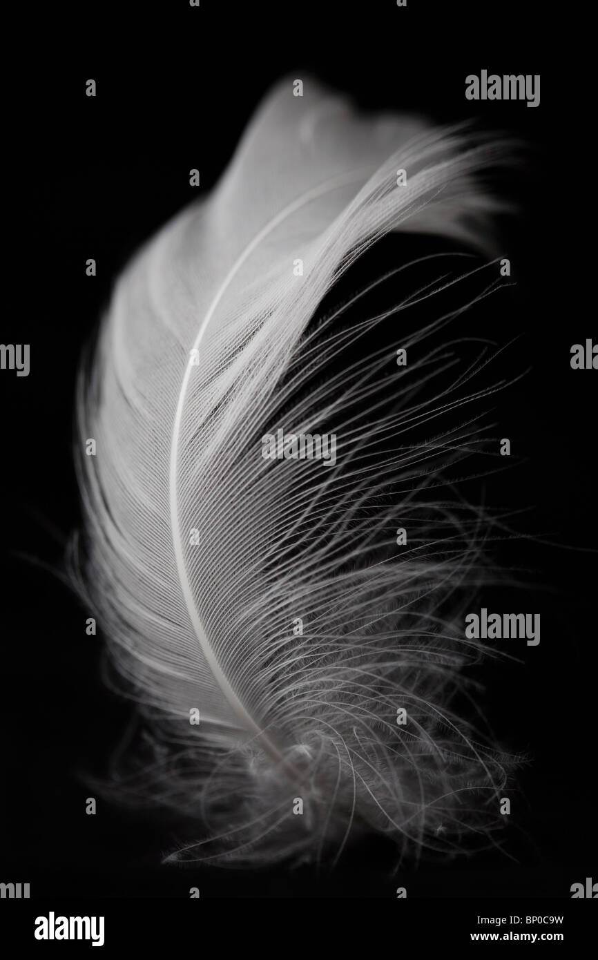 Weiße Feder auf schwarzem Hintergrund Stockfoto