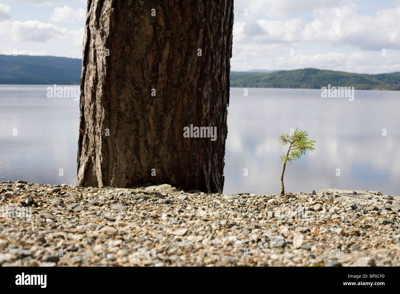 Kleine Kiefer neben großen Baum am See Stockfoto