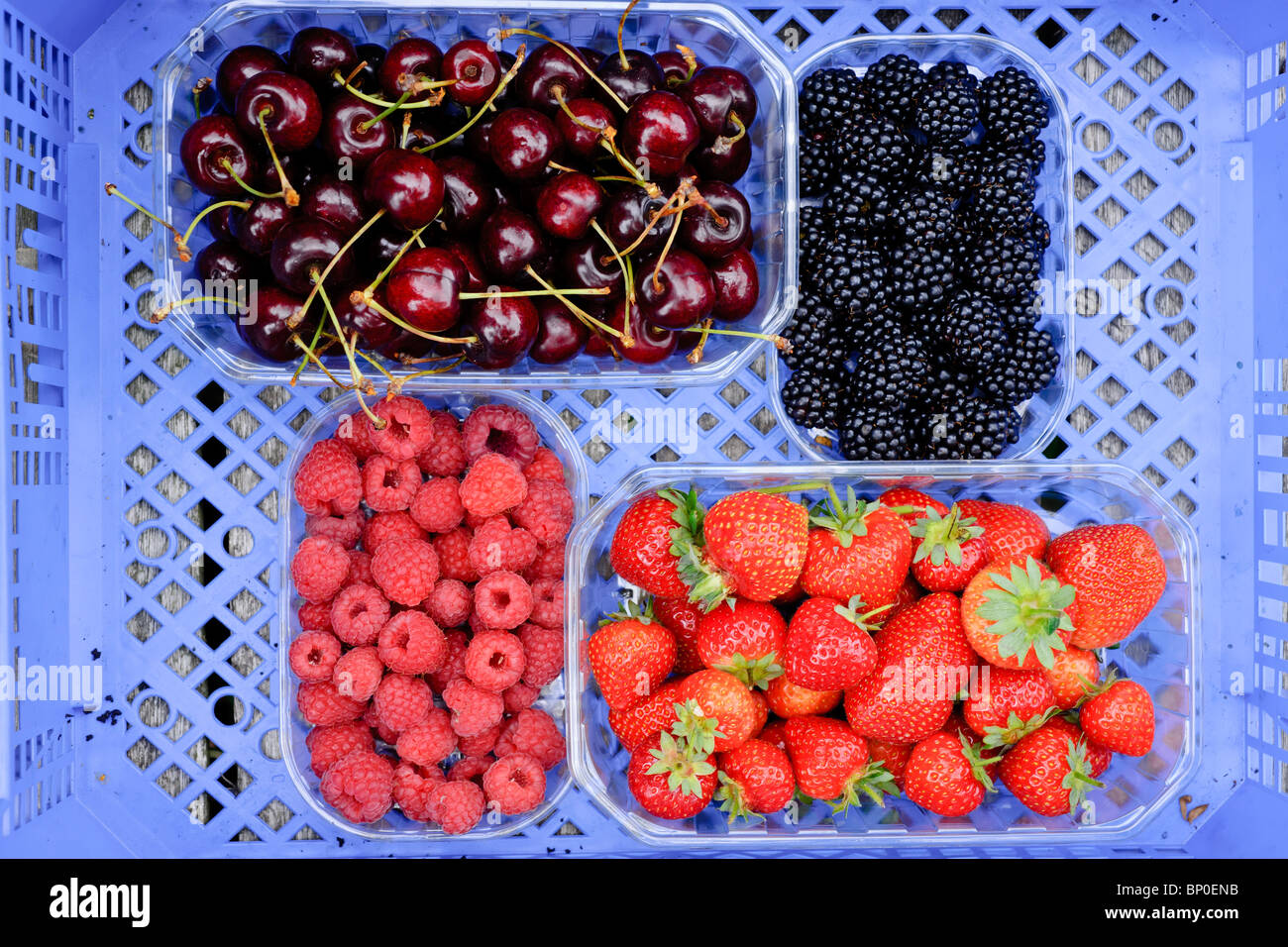 Körbchen von Früchten wie Erdbeeren, Himbeeren, Brombeeren und Kirschen in einer bluebox. Stockfoto