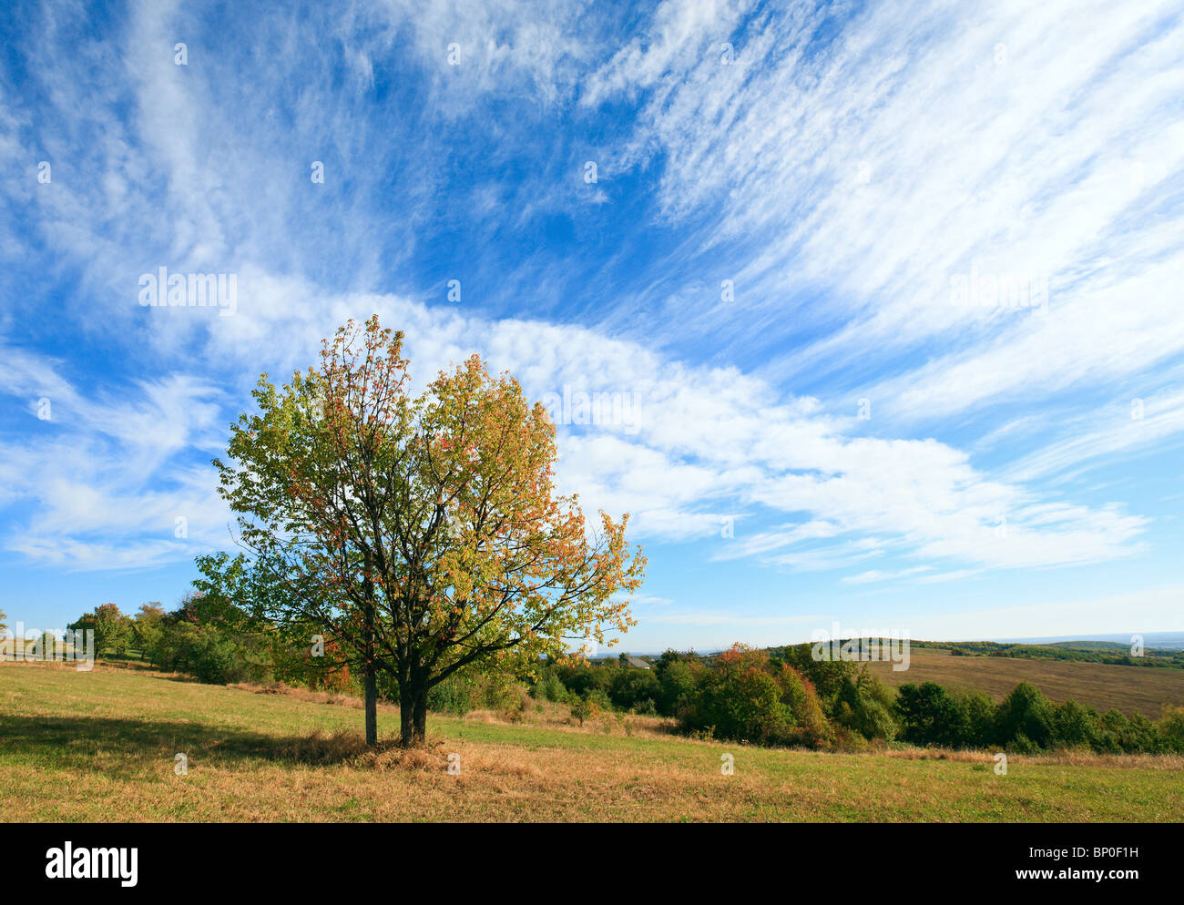 einsam im Herbst Baum am Himmel mit einigen Cirrus-Wolken-Hintergrund (und Kreuz unter der Baumkrone). Stockfoto