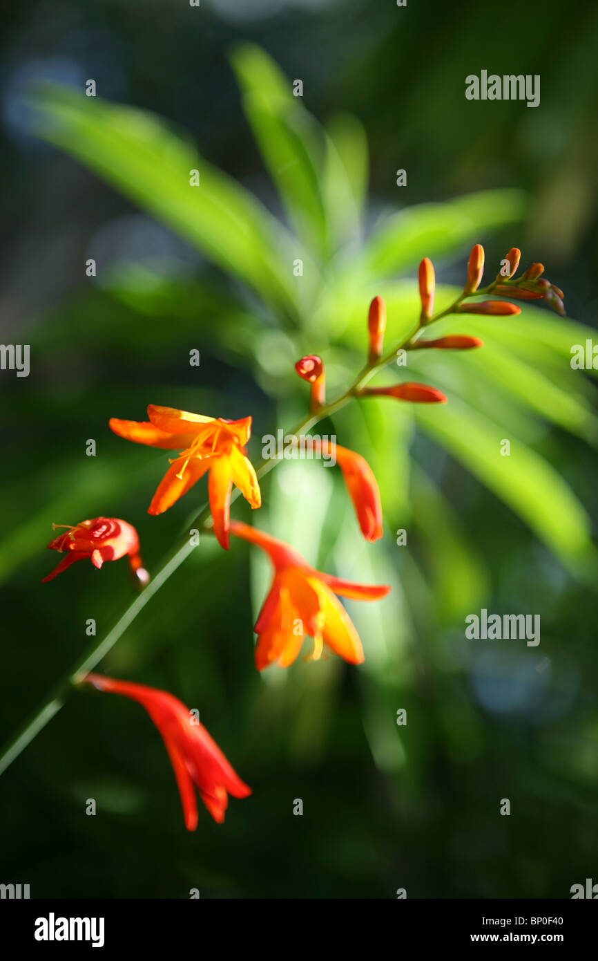Crocosmia Stockfoto