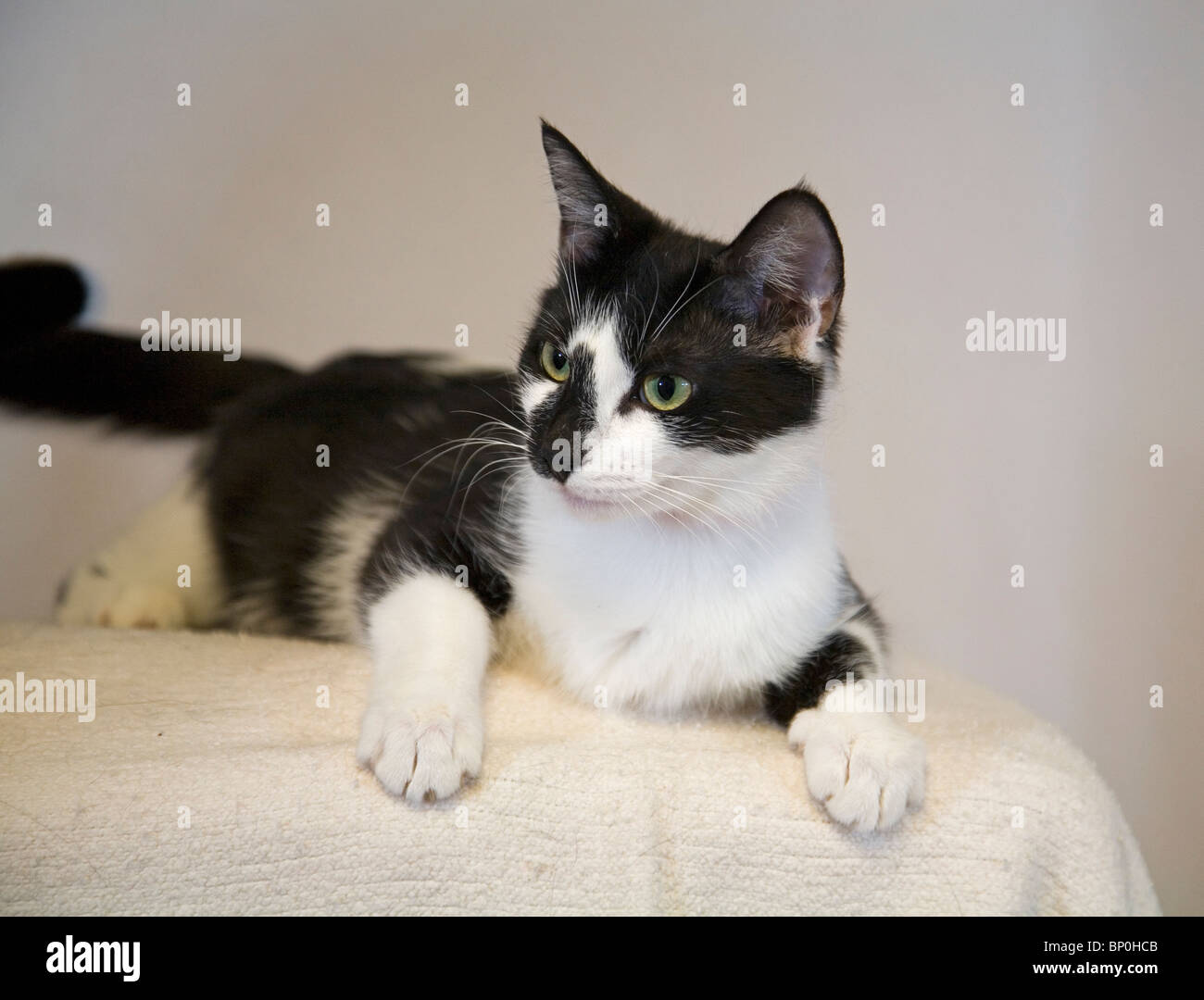 Eine amerikanische kurzhaarige Erwachsene Katze Stockfoto