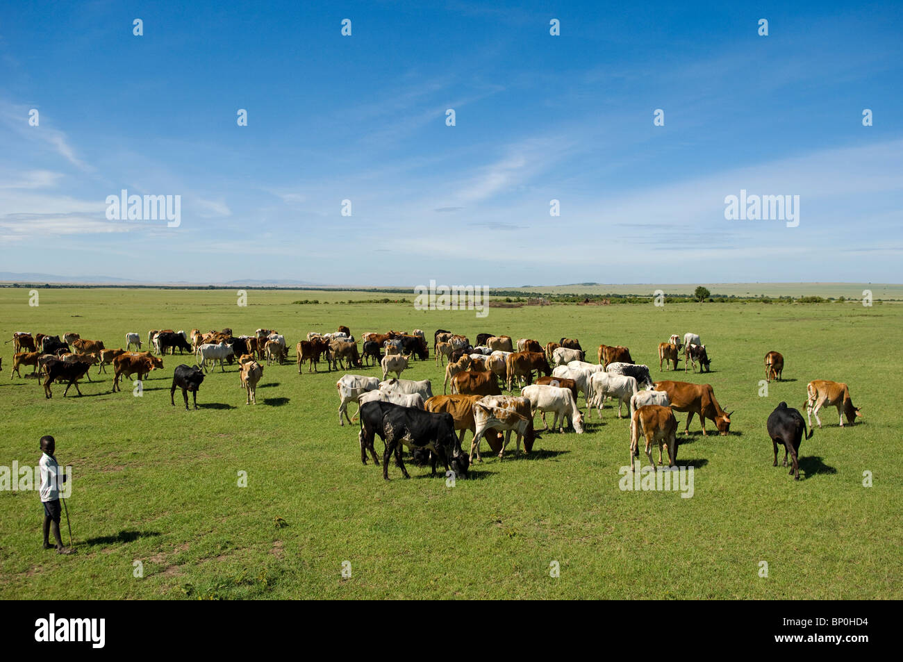 Kenia, Masai Mara. Massai-jungen neigt seines Vaters Herde des Viehs. Stockfoto