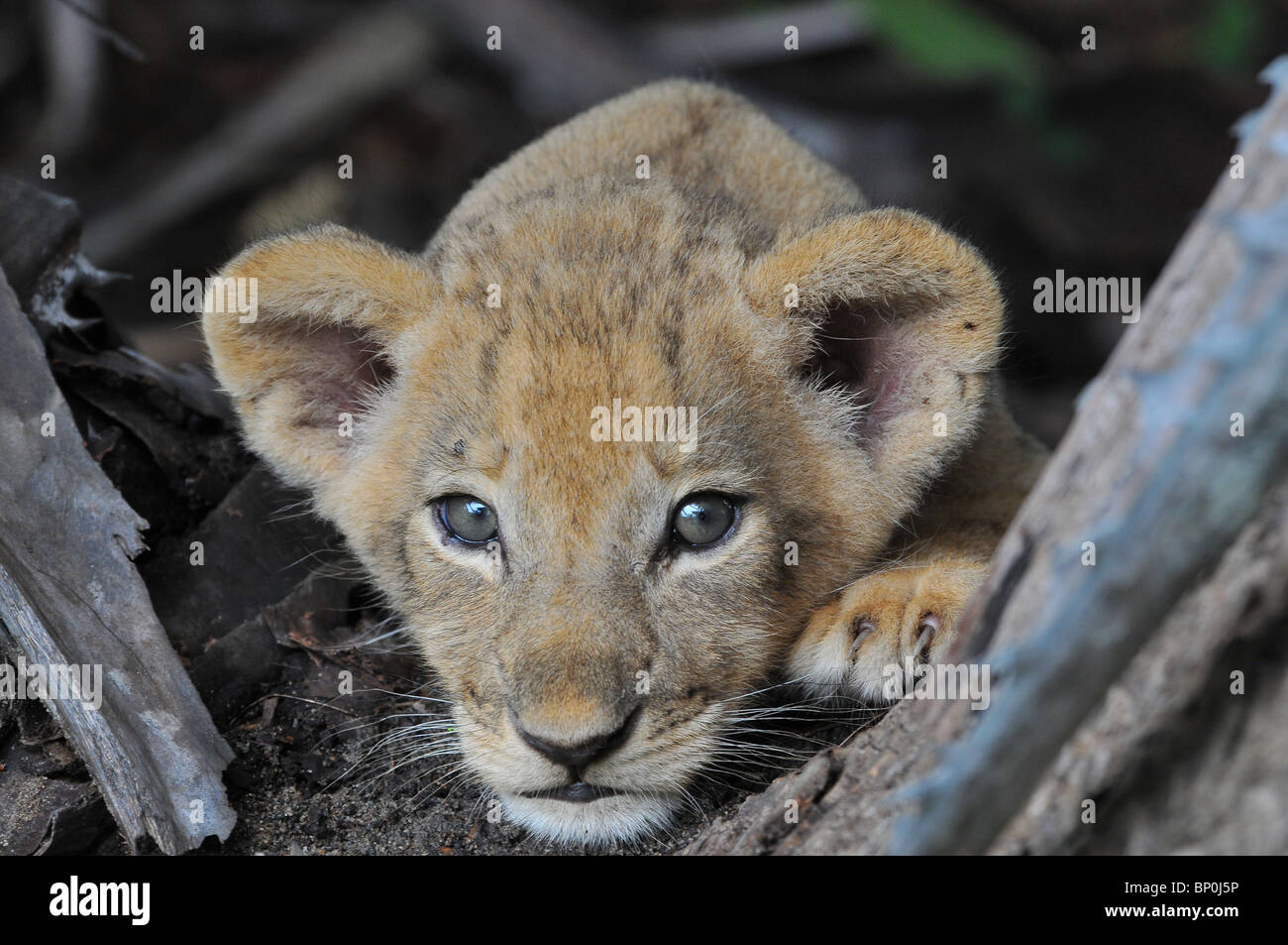 Blick aus der Höhle, Selous Löwenjunges Stockfoto