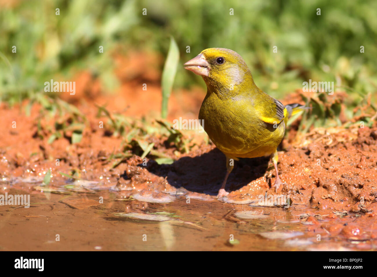 Europäischen Grünfink, Zuchtjahr Chloris, ist ein kleiner Singvogel Vogel in der Fink-Familie Fringillidae. Israel Frühjahr April Stockfoto