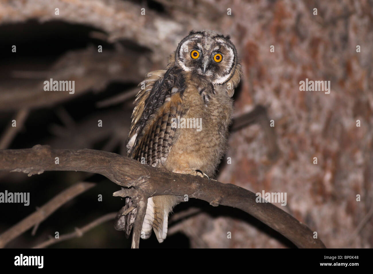 Long-eared Eule (Asio Otus) Israel Stockfoto