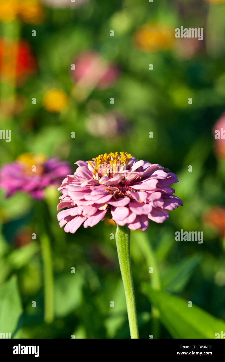 Zinnia Blume in voller Blüte, Asteraceae Stockfoto