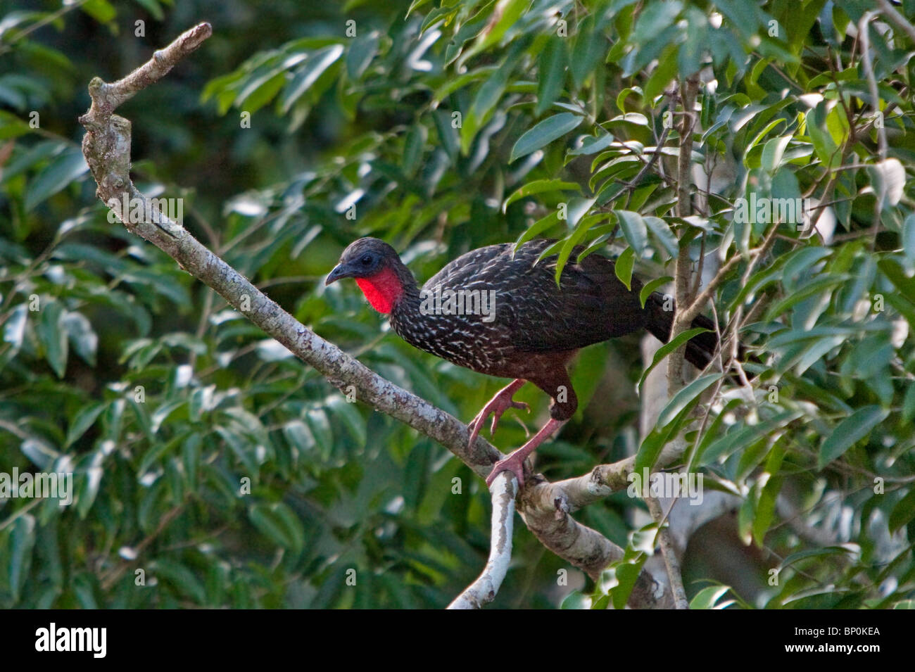 Peru. Ein Spix s Guan im Amazonasbecken. Etwas größer als ein Huhn, nach einem C19th deutschen Entdecker benannt. Stockfoto