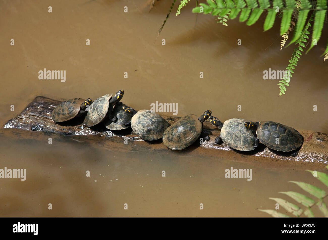 Peru. Süßwasser-Schildkröten Sonnen auf einem Baumstamm im Fluss Madre de Dios in Puerto Maldonado. Stockfoto