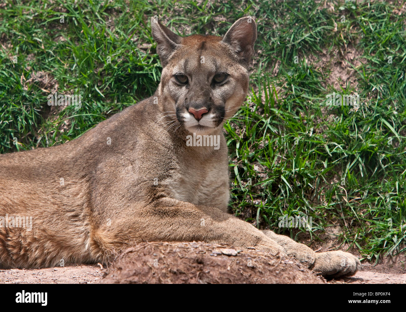 Peru. Ein Puma oder Cougar, eine große, leistungsfähige fleischfressende Tier der Wildkatze-Familie. Stockfoto