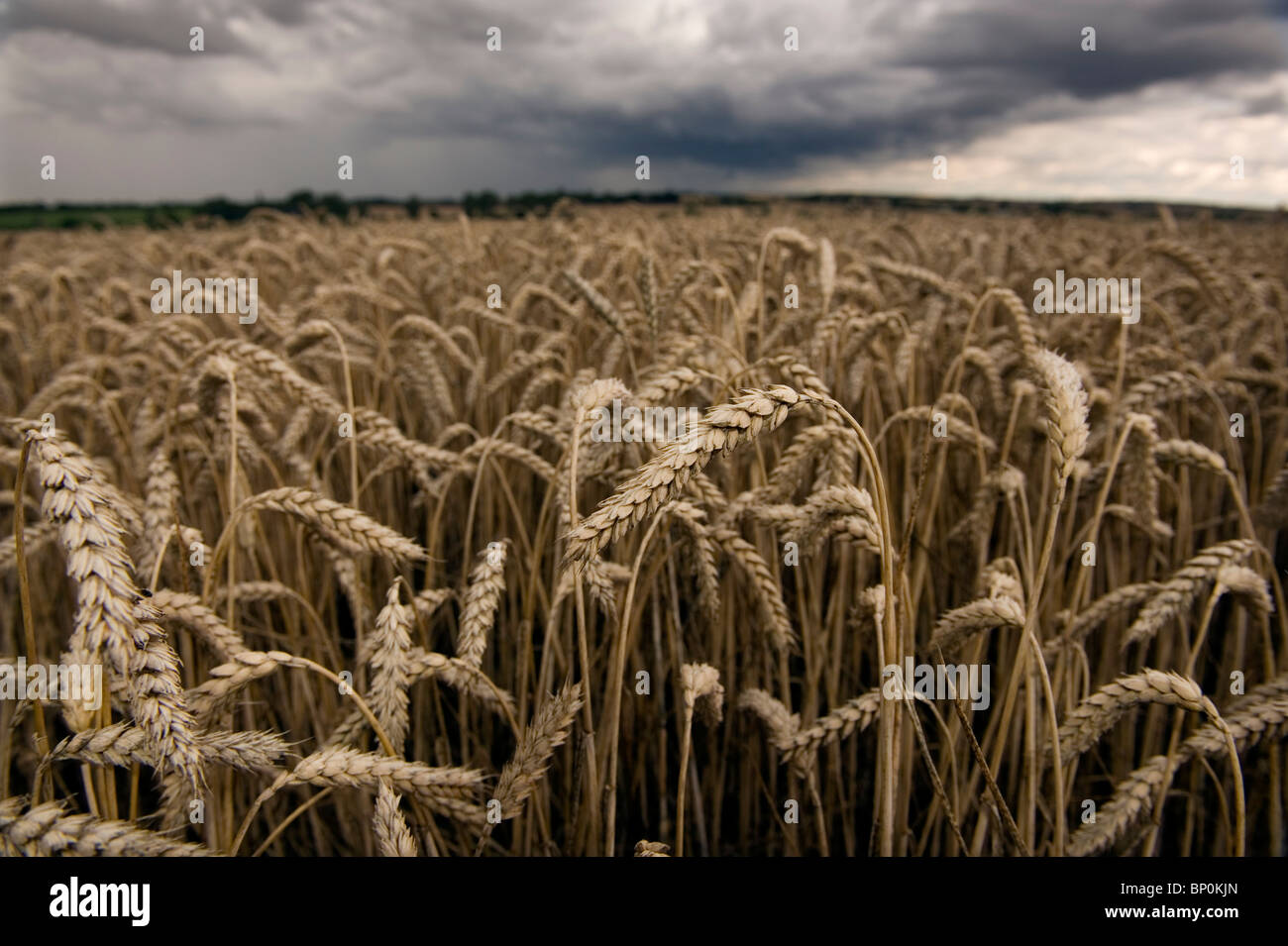 Weizen in einem Feld in der Nähe von Clare, Suffolk, England unter Gewitterhimmel. August 2010. Stockfoto