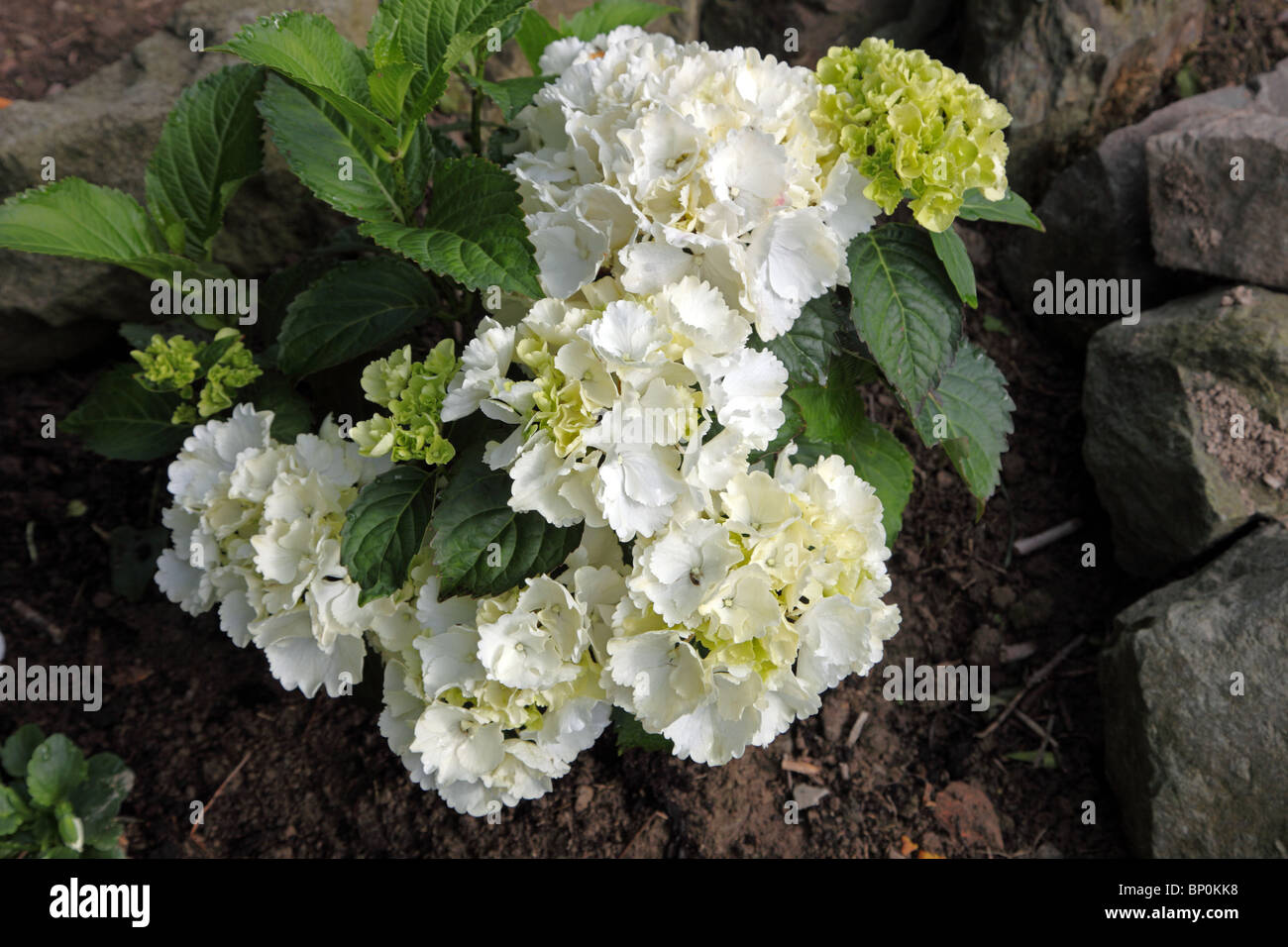 Hortensie Arboreszenz. Decidous Strauch Stockfoto