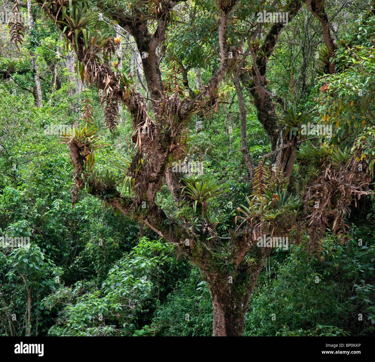 Peru, Girlande epiphytischen Bromelien einen Baum in den Nebelwald des Urubamba-Tal in der Nähe von Choq'esuysuy. Stockfoto