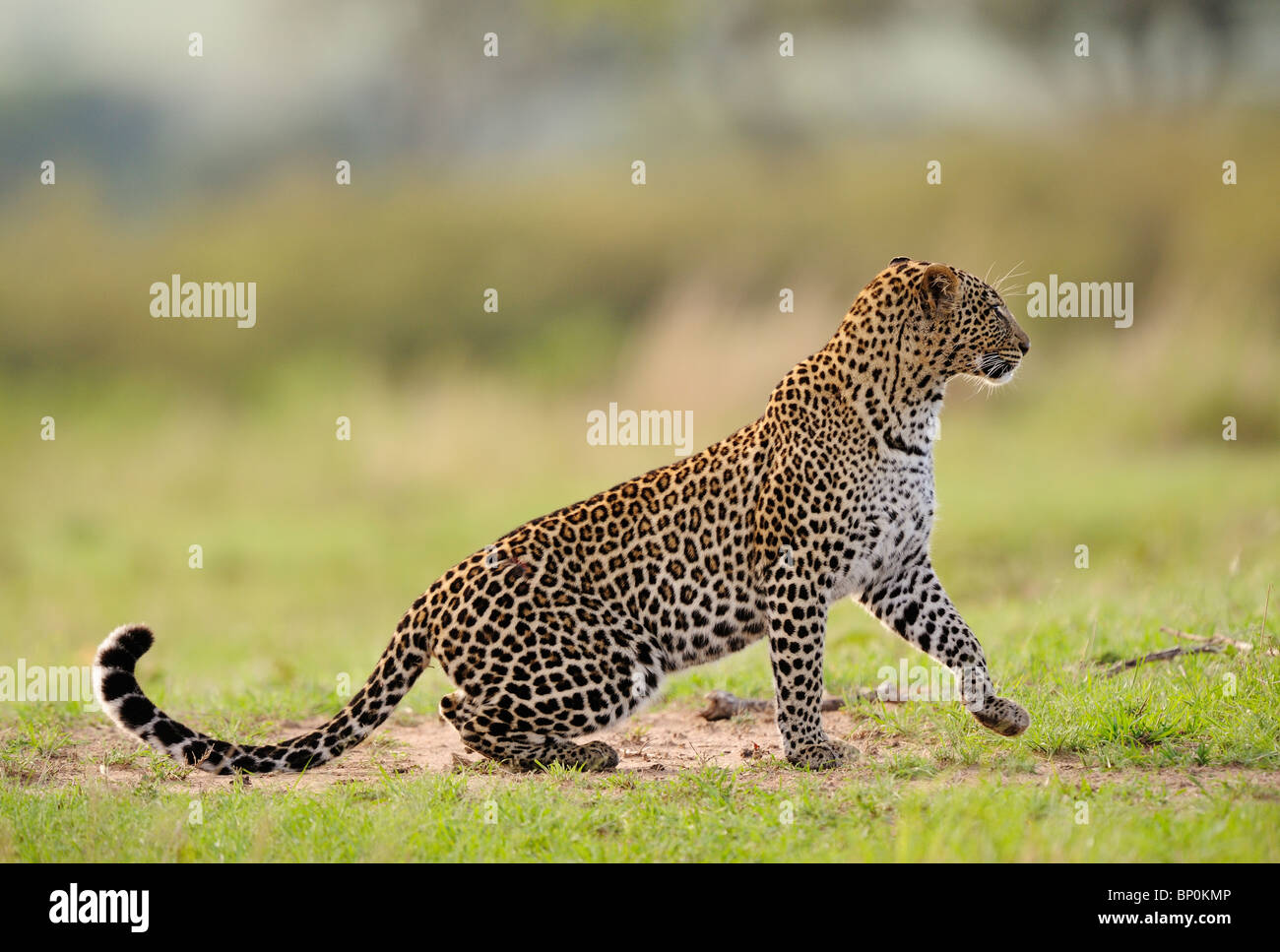 Leopard (Pathera Pardus) ist eine schleichende Raubkatze, die Hinterhalte aus der Nähe Beute. Hier, zum Opfer seiner abstecken in der Masai Mara. Stockfoto
