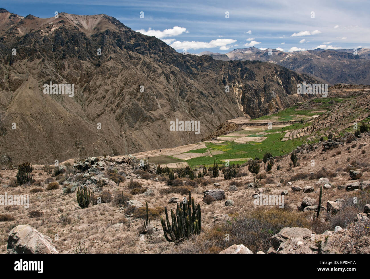 Peru, Bauernhöfe mit Prä-Inka Terrassen an den Hängen des herrlichen Colca Canyon. Stockfoto