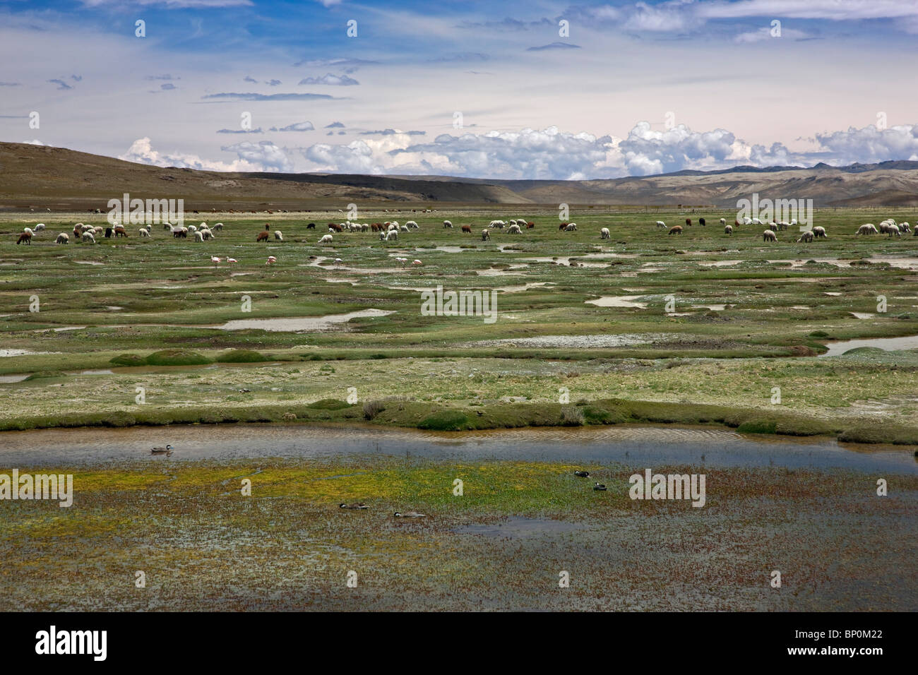 Peru, eine saisonale See auf dem Altiplano der hohen Anden zwischen Arequipa und der Colca Canyon bietet gutes Weideland für Alpakas. Stockfoto