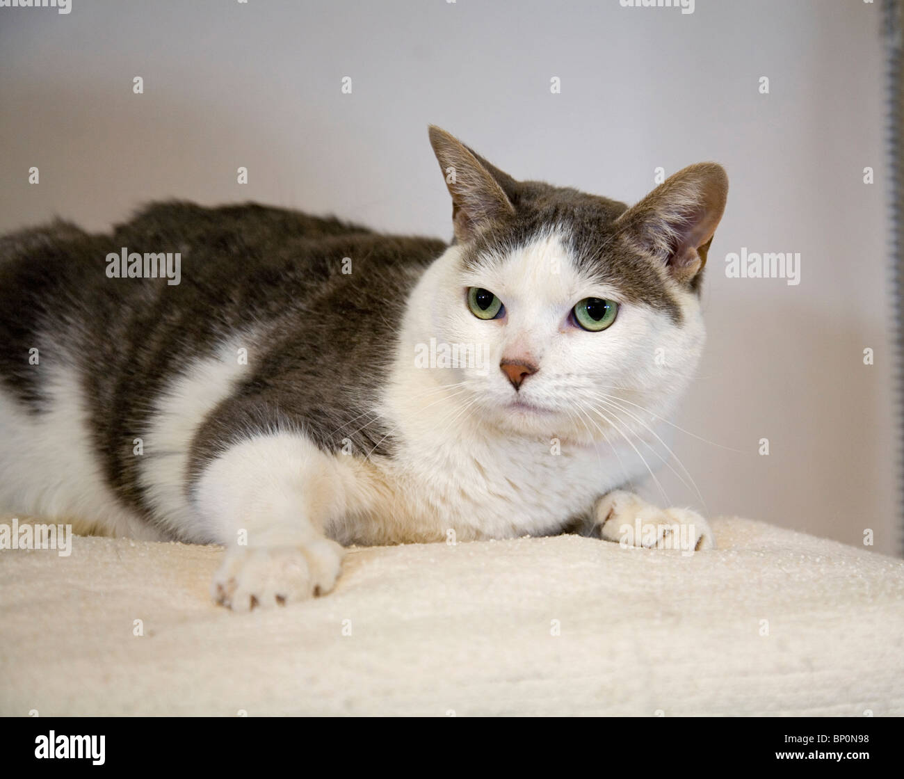 Eine amerikanische kurzhaarige Erwachsene Katze Stockfoto