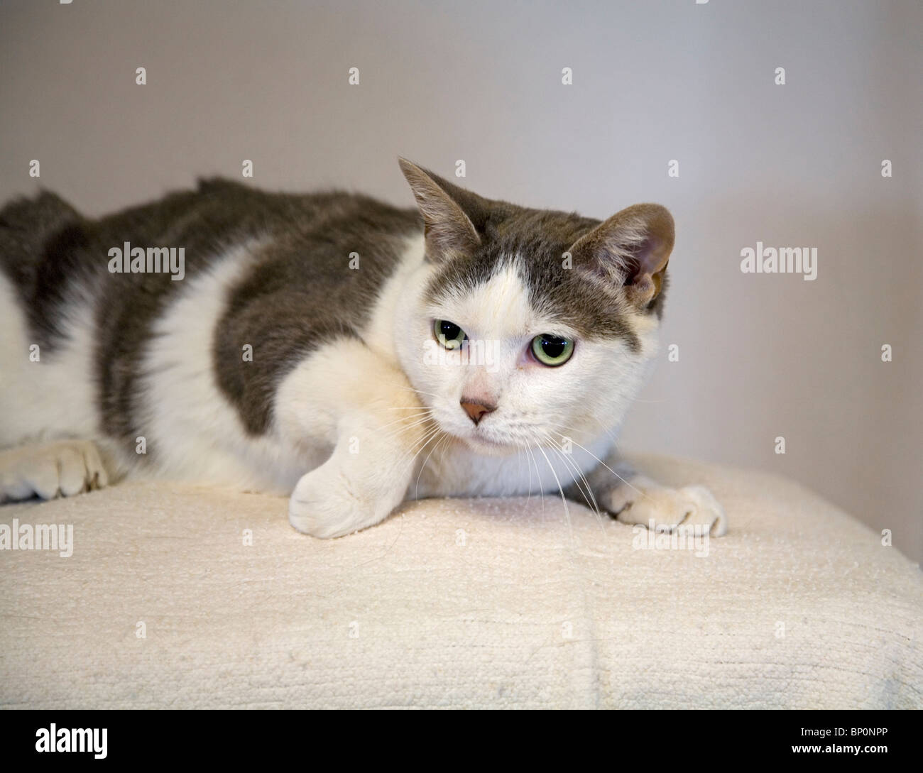 Eine amerikanische kurzhaarige Erwachsene Katze Stockfoto