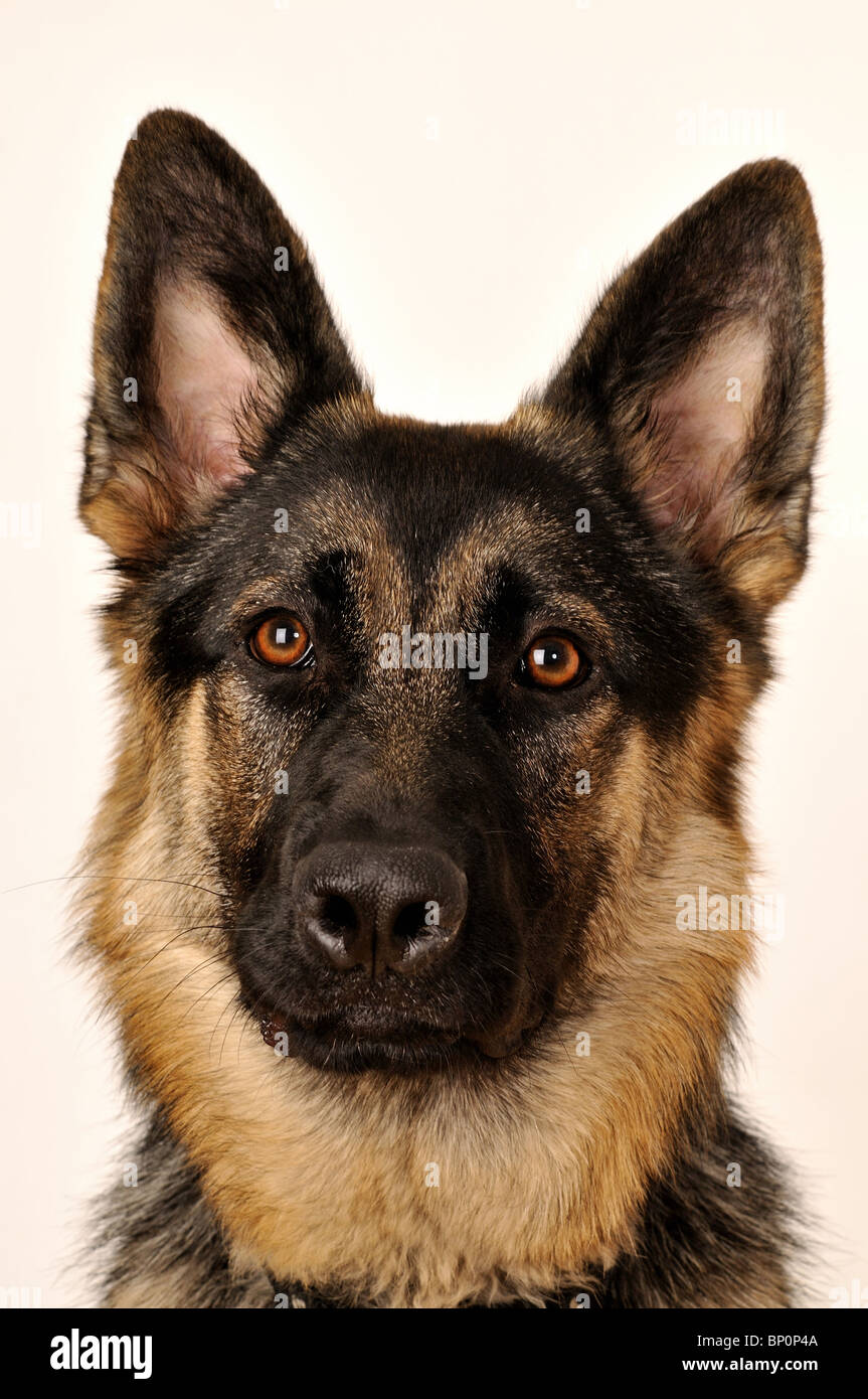 Deutscher Schäferhund Hundekopf geschossen Stockfoto