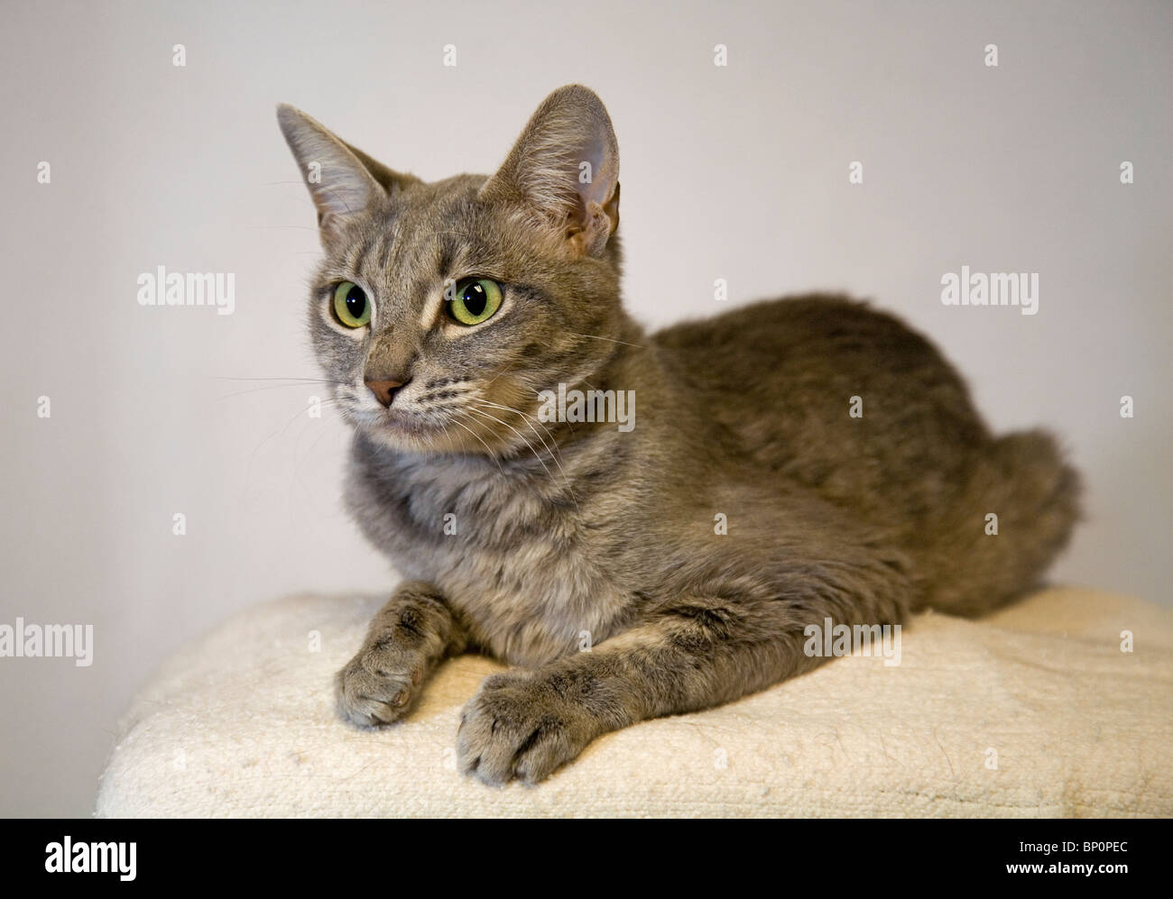 Eine amerikanische kurzhaarige Erwachsene Katze Stockfoto