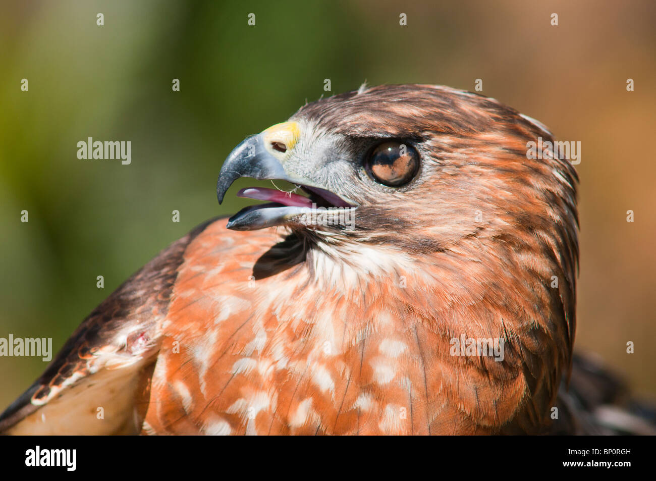 Rot - angebundener Falke (Buteo Jamaicensis). Stockfoto